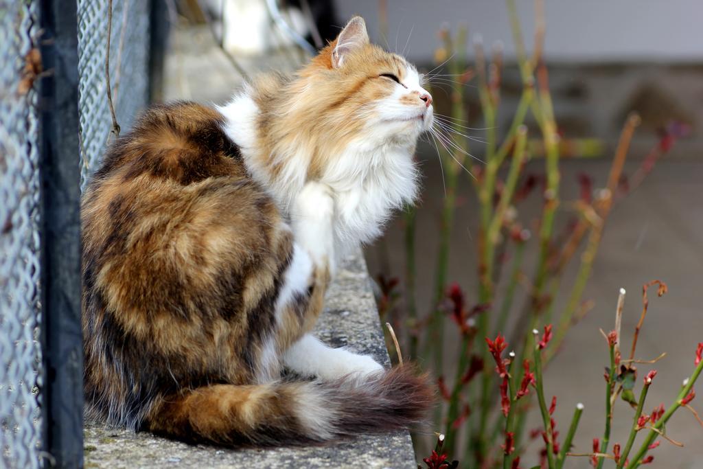 La Maison Des Chats Saint-Mary-le-Plain Ngoại thất bức ảnh